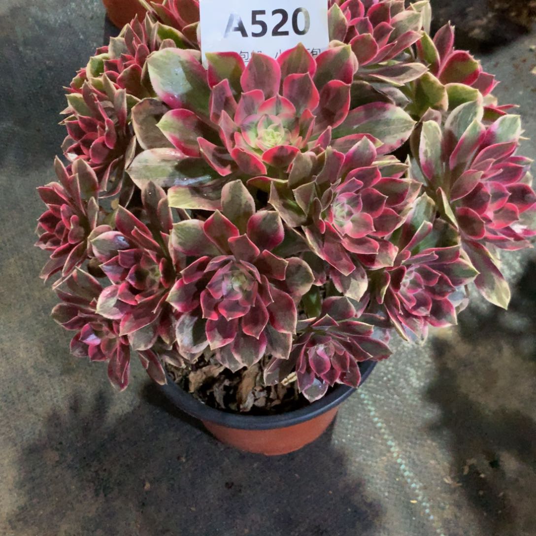 乐*悠浣纱5200000000000