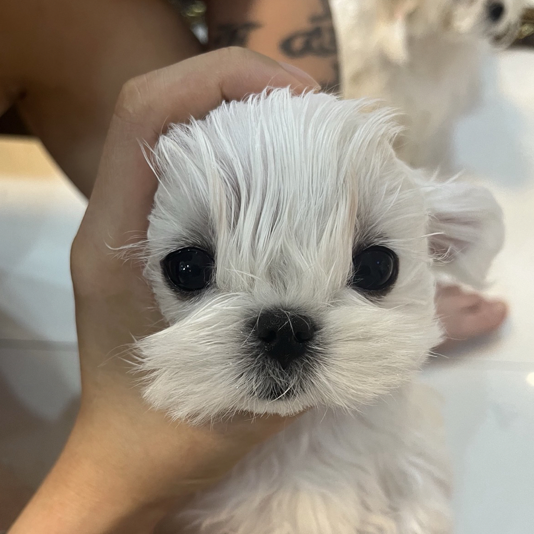 马尔济斯活体犬，可爱