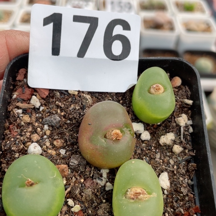 176母本毛带盆l l l l