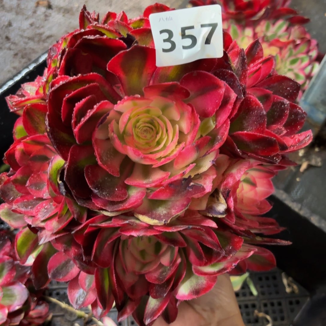 357多肉植物荔枝无根