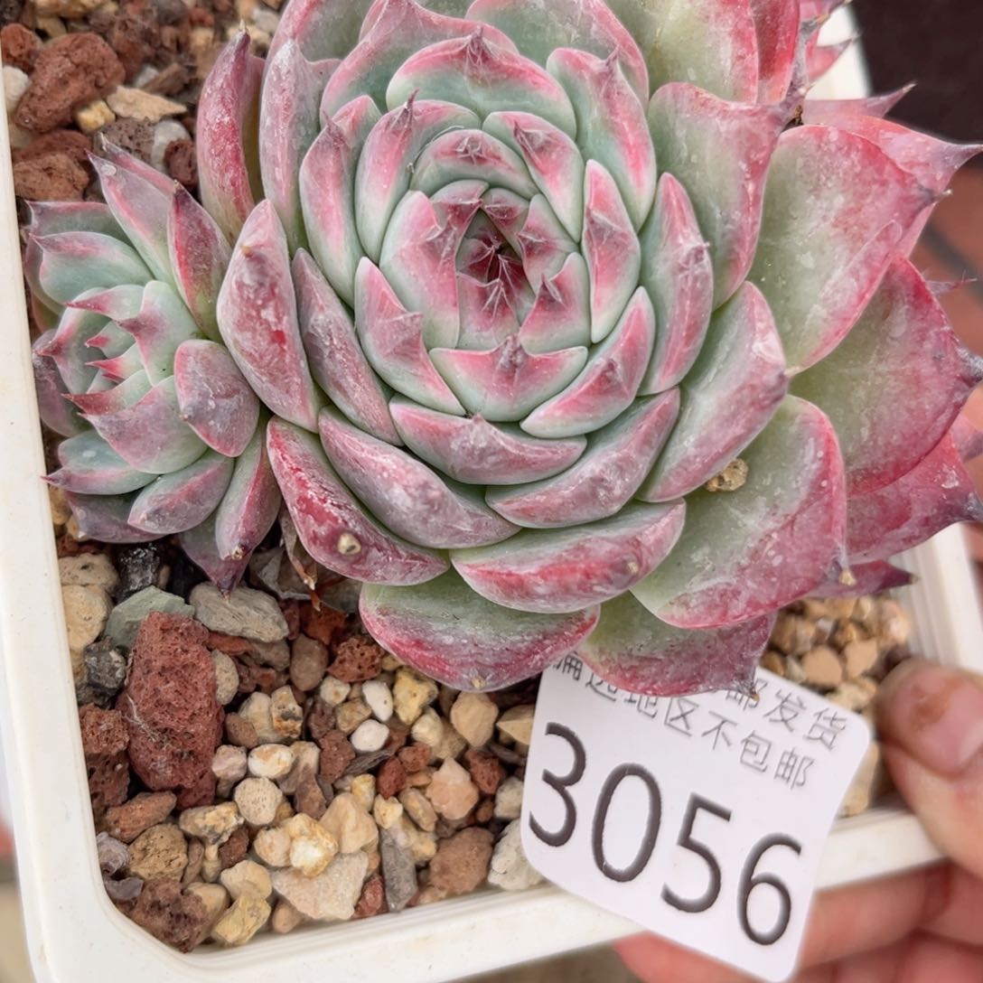 大3056，b c bv v b n