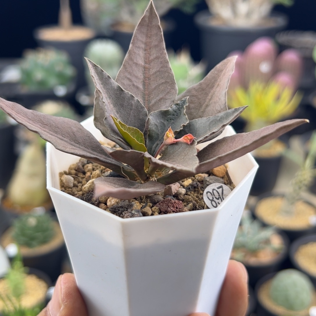 彩叶麒麟大戟一物一拍