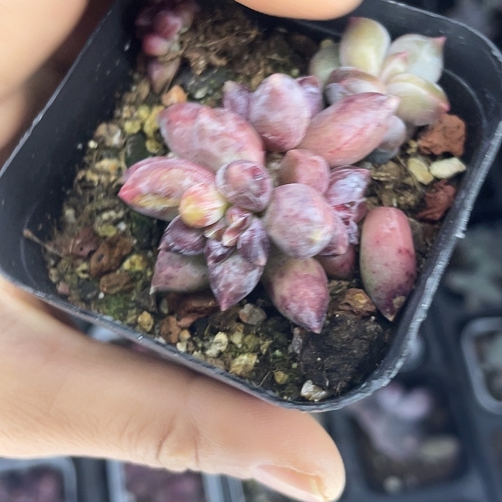 一物一拍满18包邮