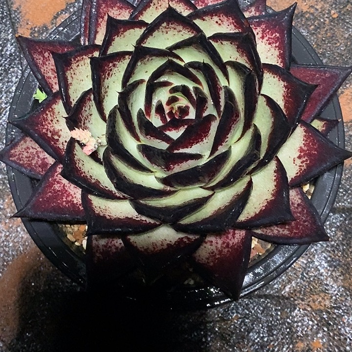 浅***r福利美乌大漏4           