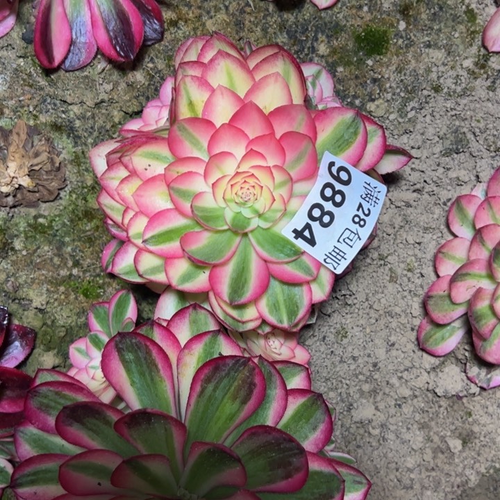 9884南荔枝多肉植物