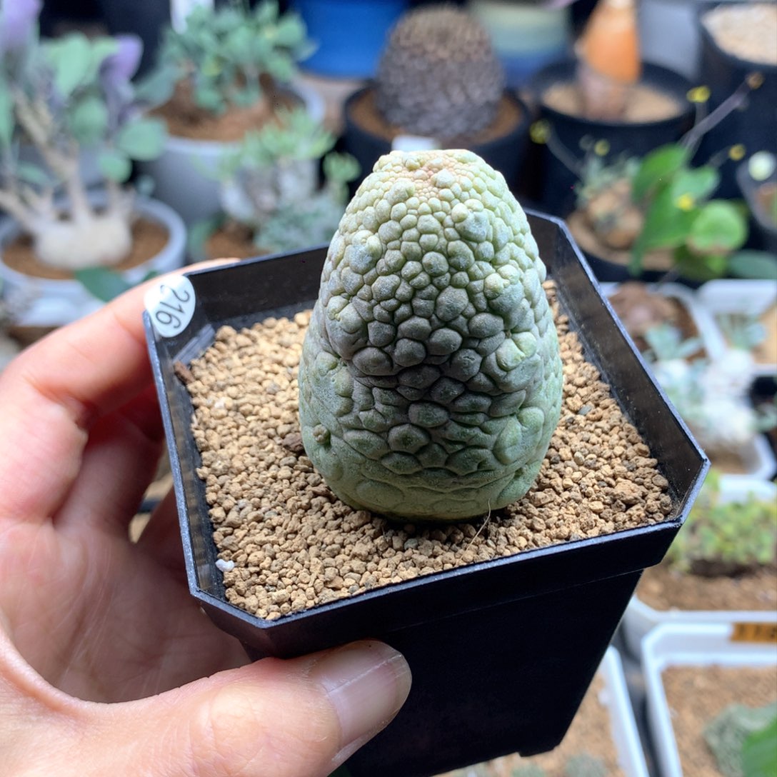 实生凝蹄玉多肉带盆