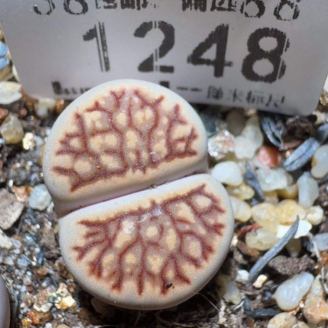 z小黄车里捡漏啦1248