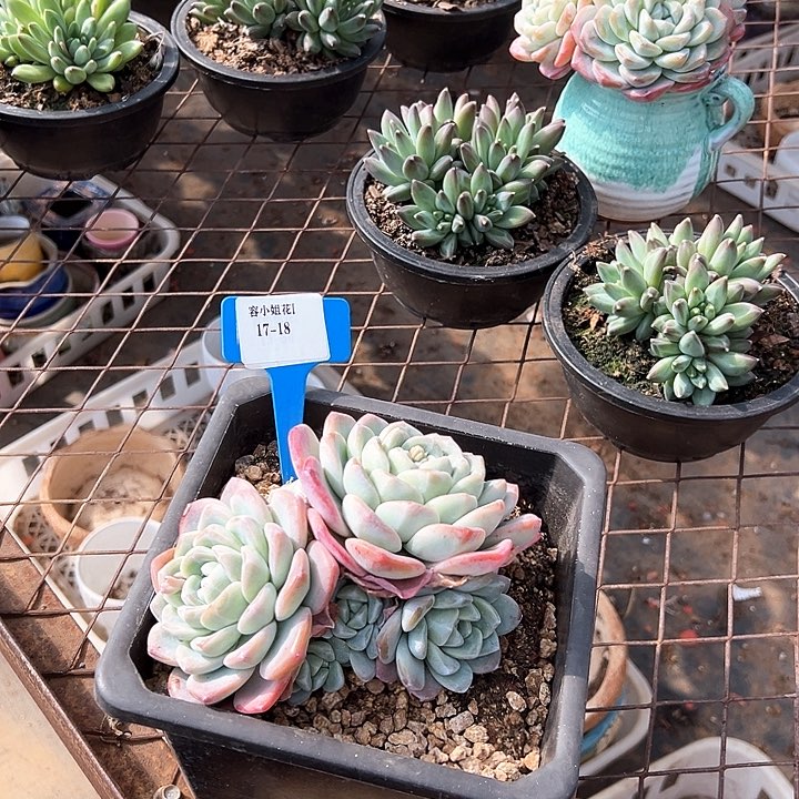 17.18冰玉一个脱土