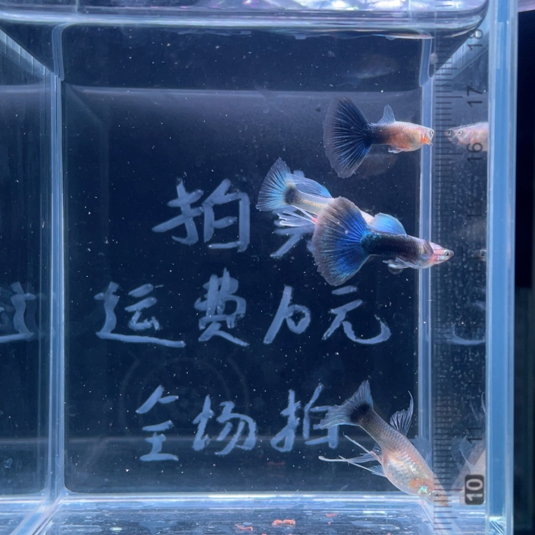 孔雀鱼满鳞蓝礼服大C两对