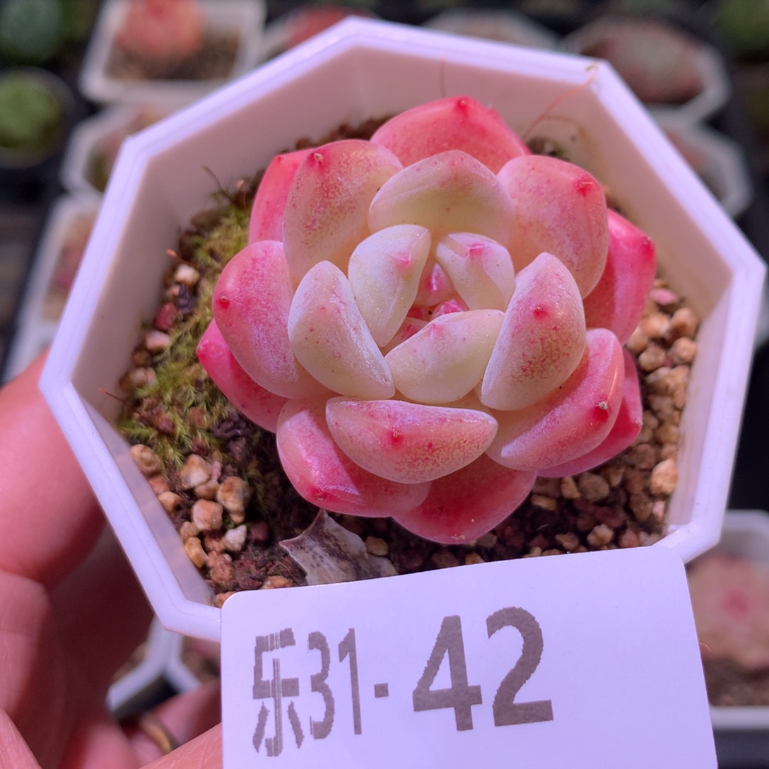 乐然31-42 刚毅单头