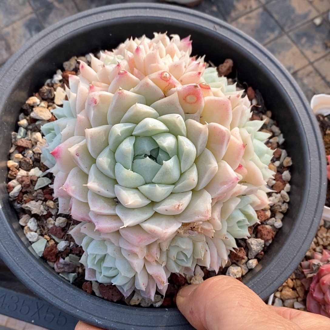 精品多肉一物一拍不包整425