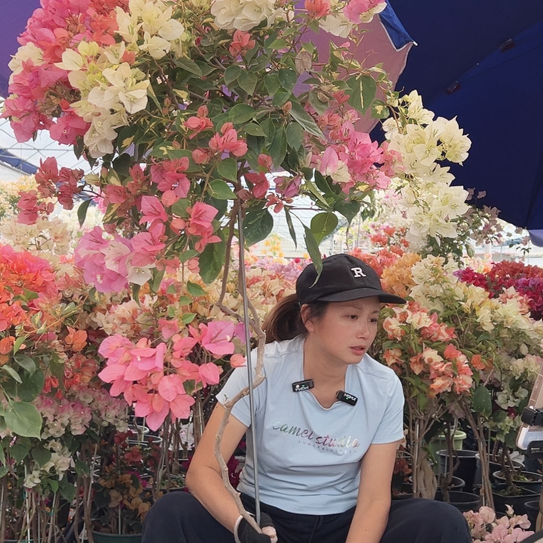 A***心大部分花苞少量开放F22金心橙白