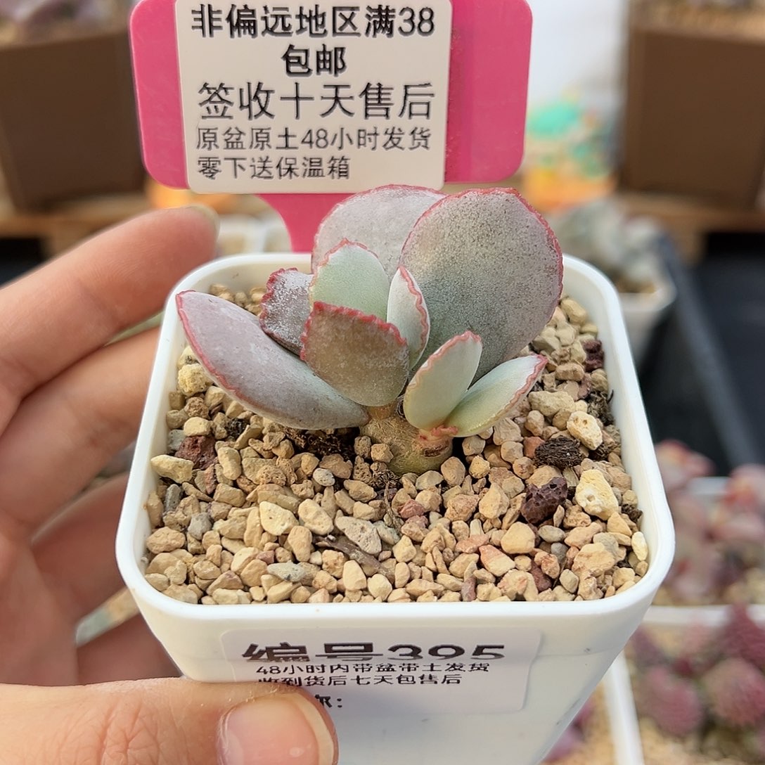 395白安泽多肉植物