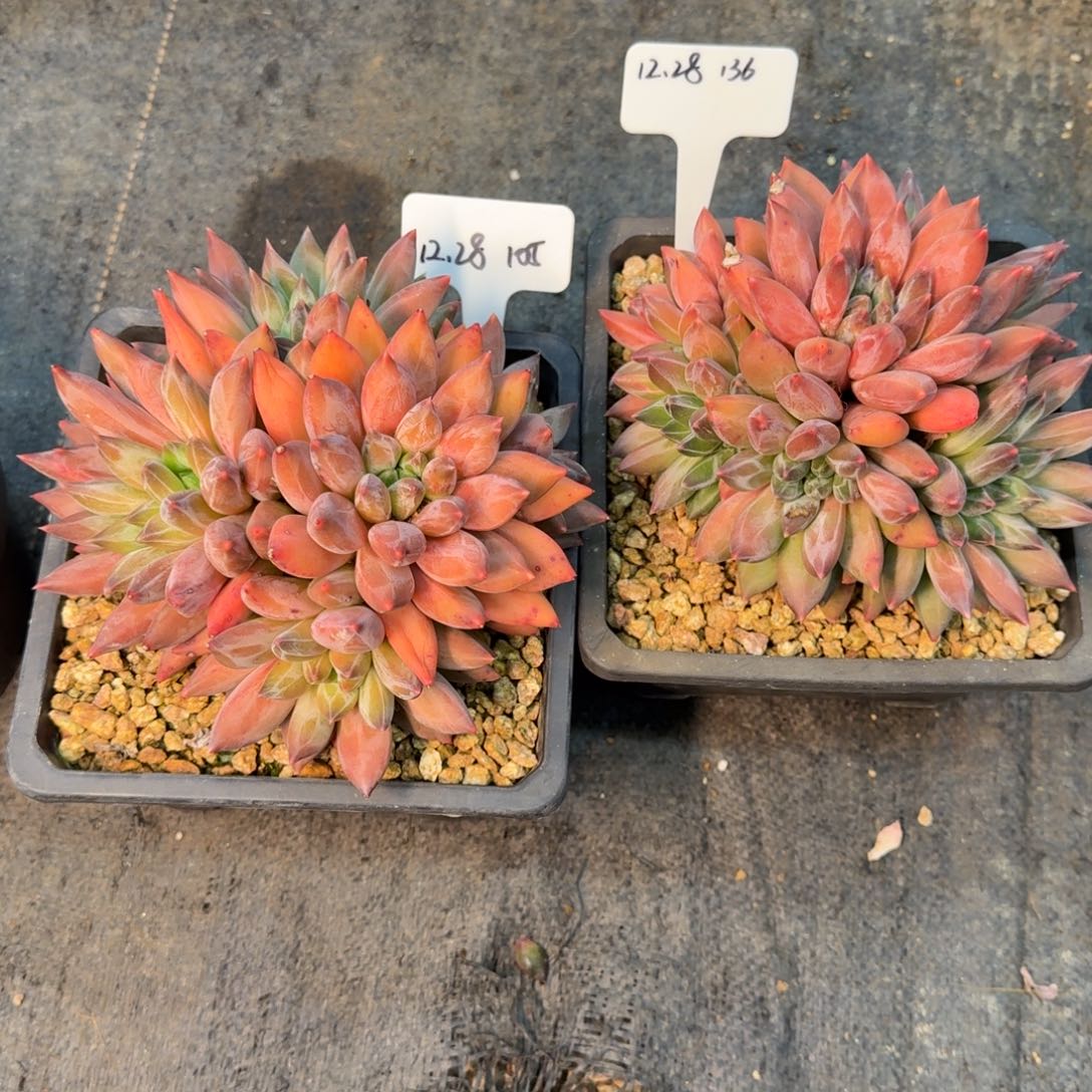 木***易一物一拍重楼俩颗105号136号