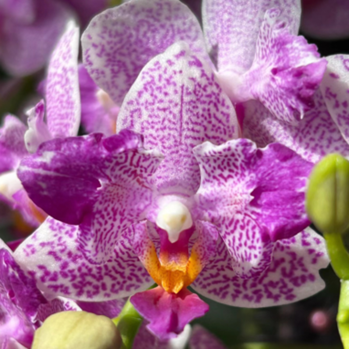 4.5杯 花莲银河 苗