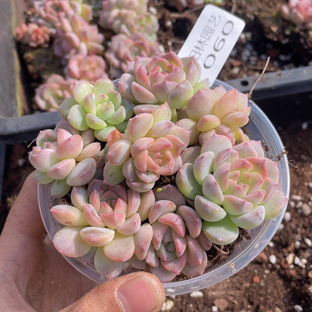 多肉植物多肉植物60