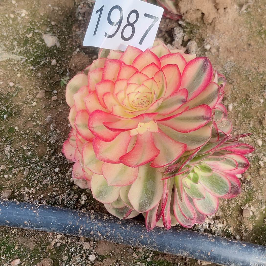 1987荔枝多肉植物