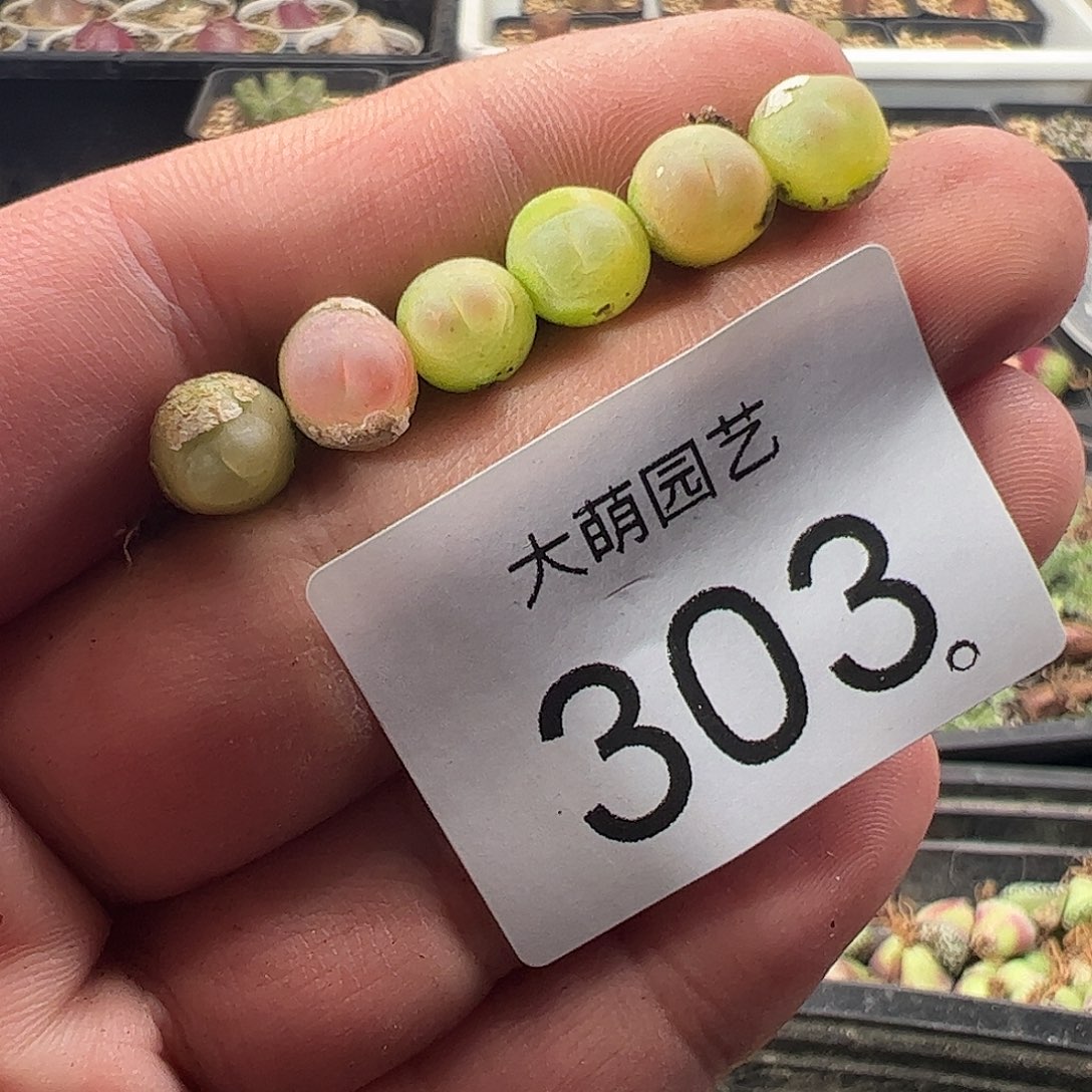 量拍以下3颗拉登。   303