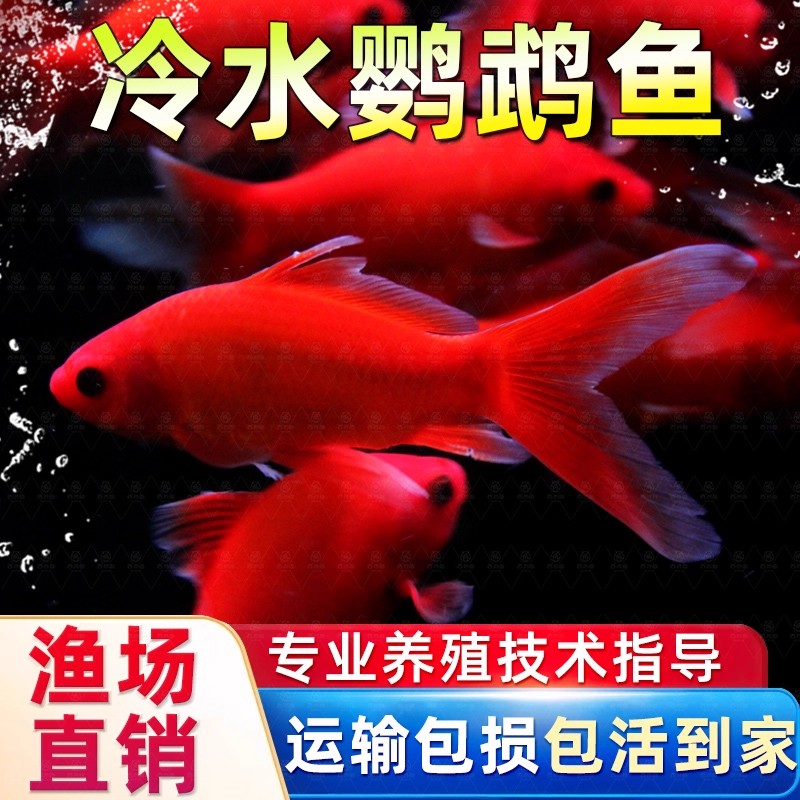 冷水鹦鹉鱼家养招财鱼不用打氧不用加温懒人鱼
