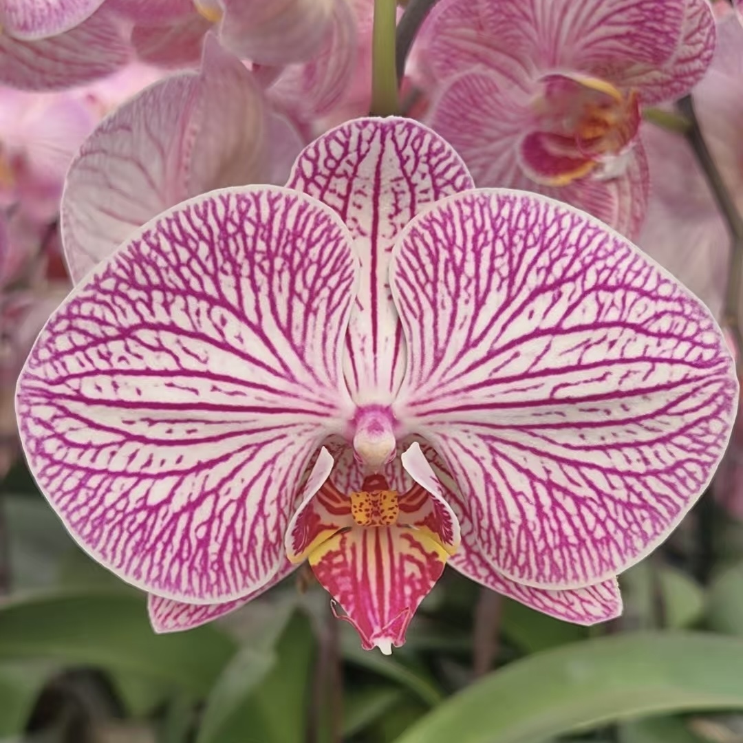 A级蝴蝶兰【优雅】带花，带花剑，四季开花室内好养鲜花
