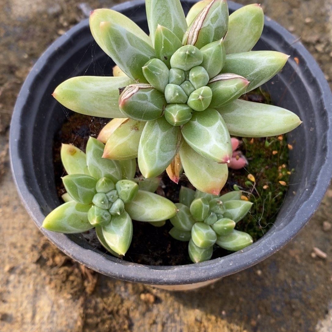 自助下单一物一拍，下滑链接多种品种多肉