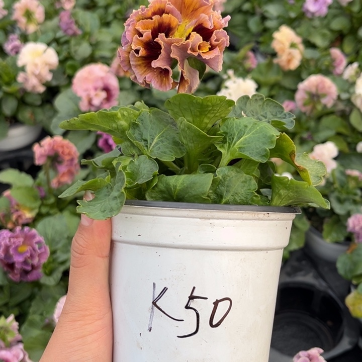 大部分花苞少量开放K50