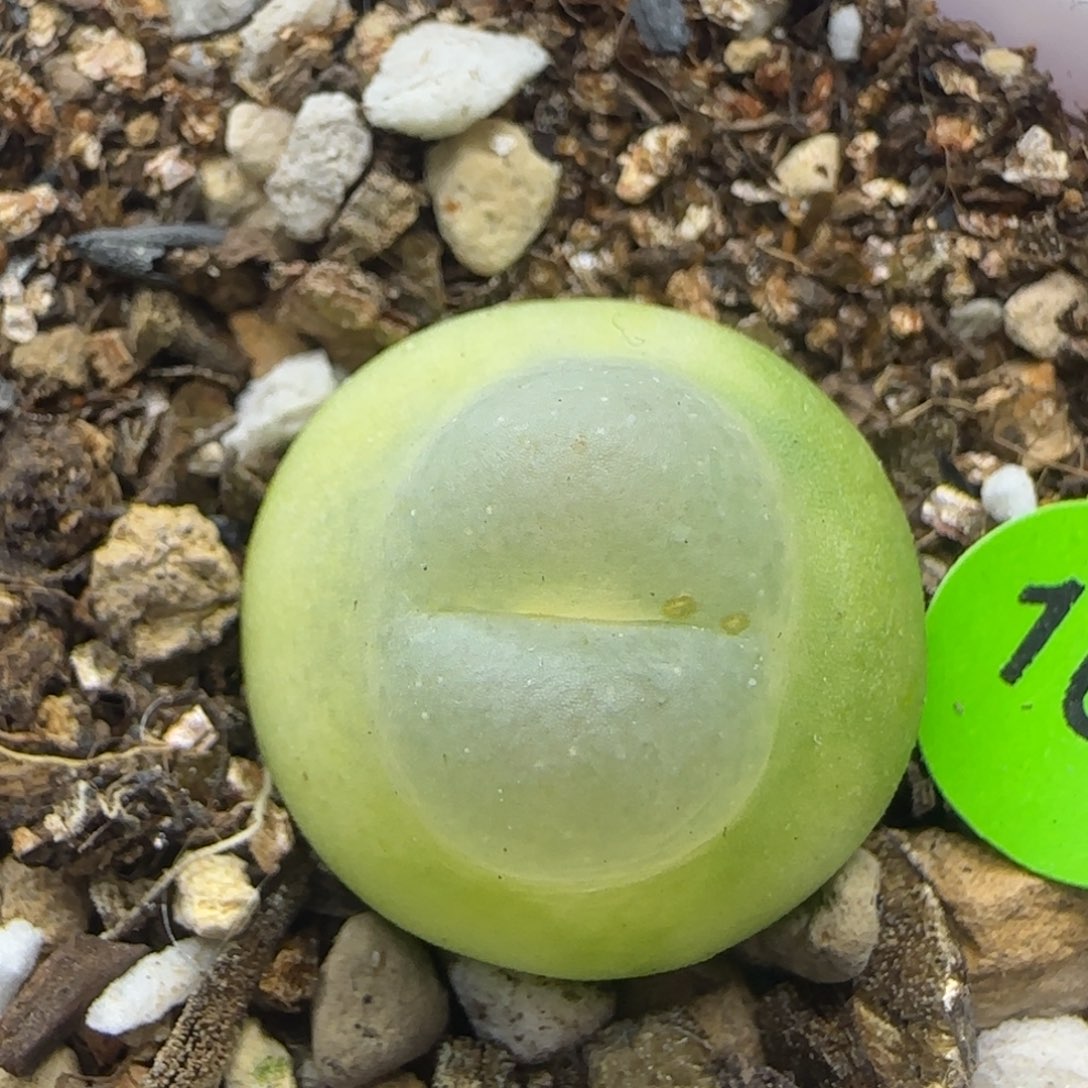 拉登1.7+多肉植物162