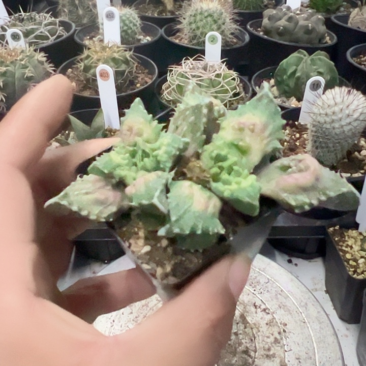 完全开放特价商品脱土发