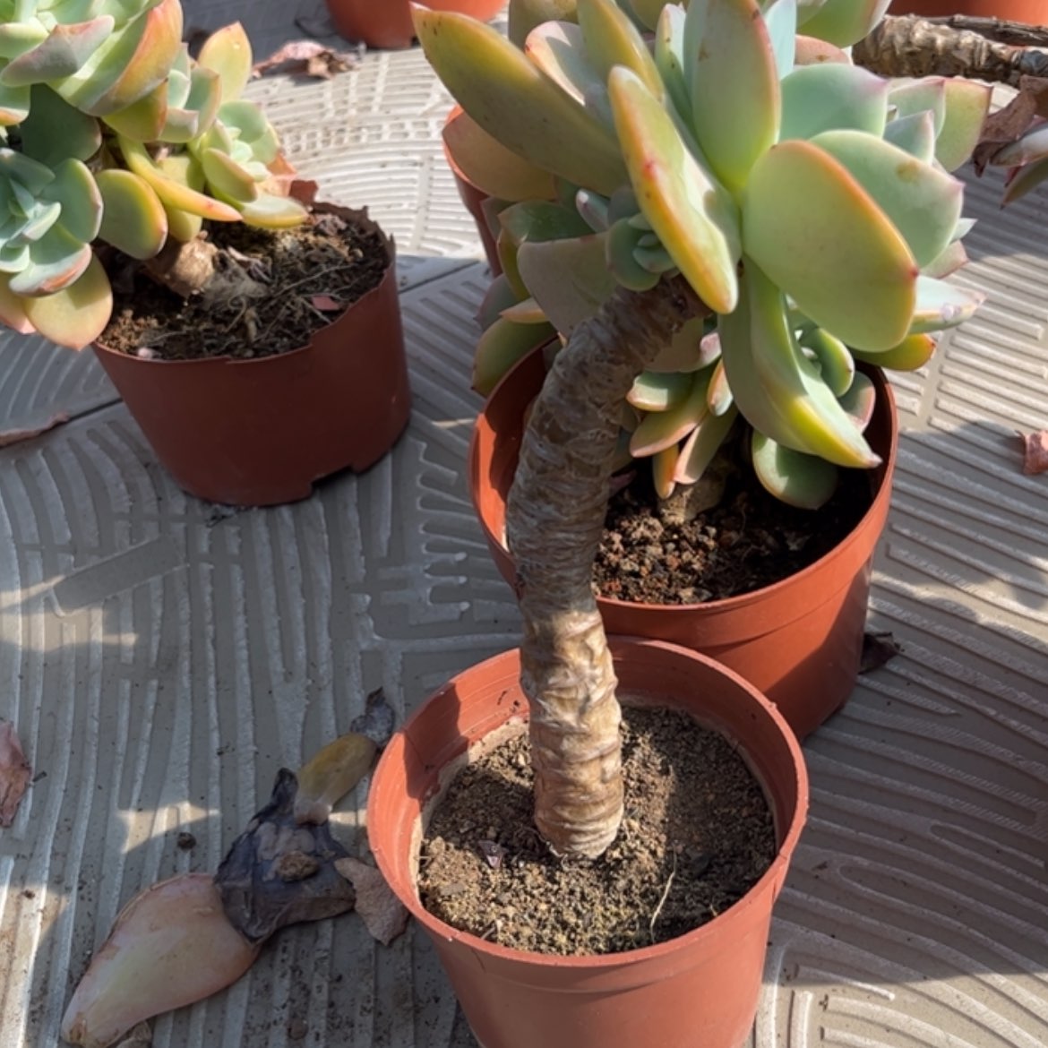 【闪购商品】无花朵乖*