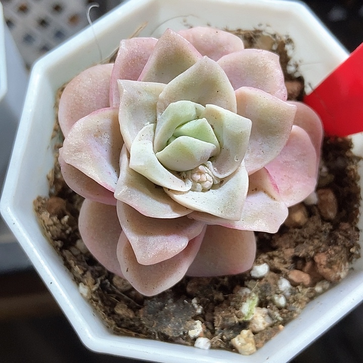 多肉植物石化985