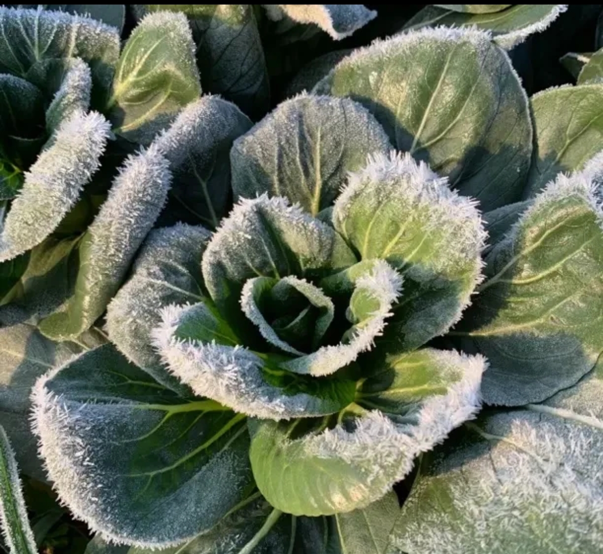 苏北露天霜冻小青菜现摘现发