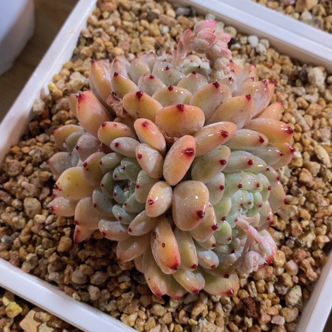 一物一拍多肉植物满38米包邮，可问主播品种