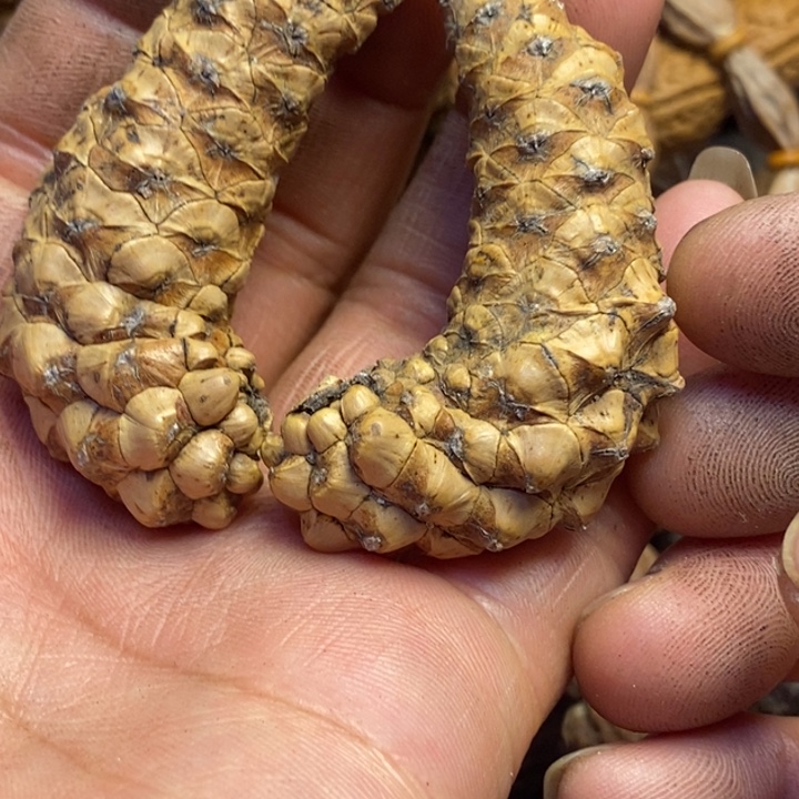 吊坠文玩核桃东北特产244