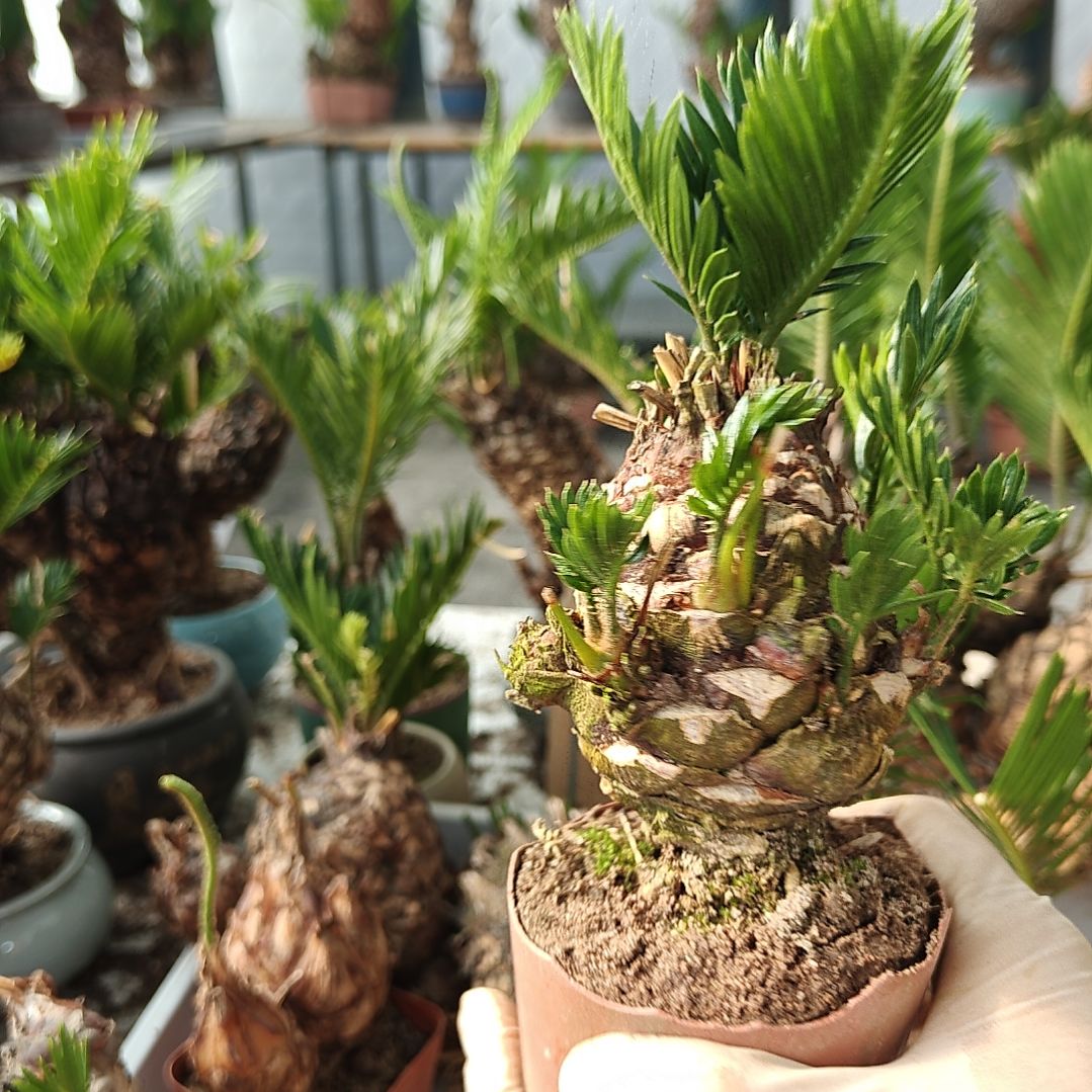 用***9无花朵白鳞铁盆景基地价