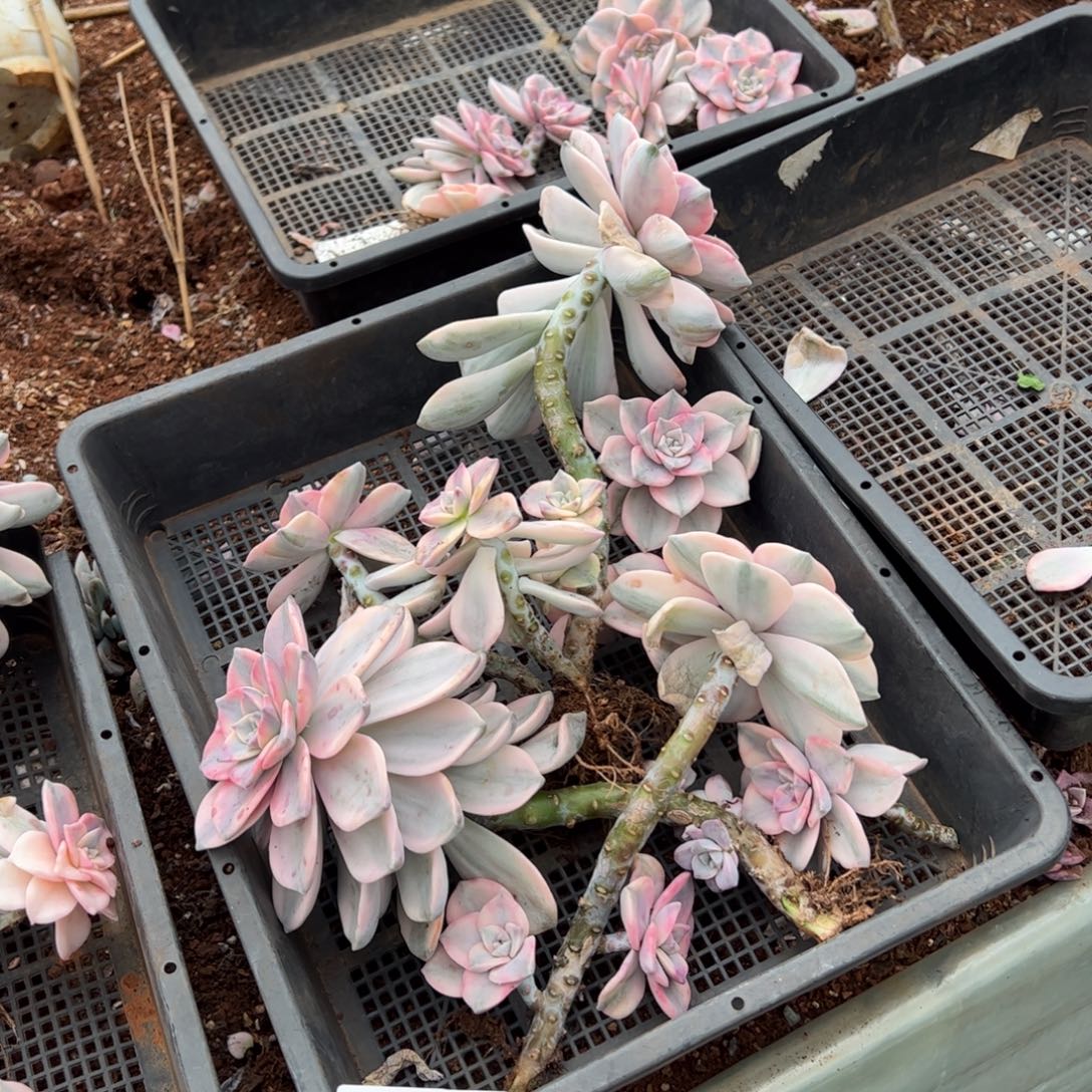 661紫乐锦老桩多肉植物