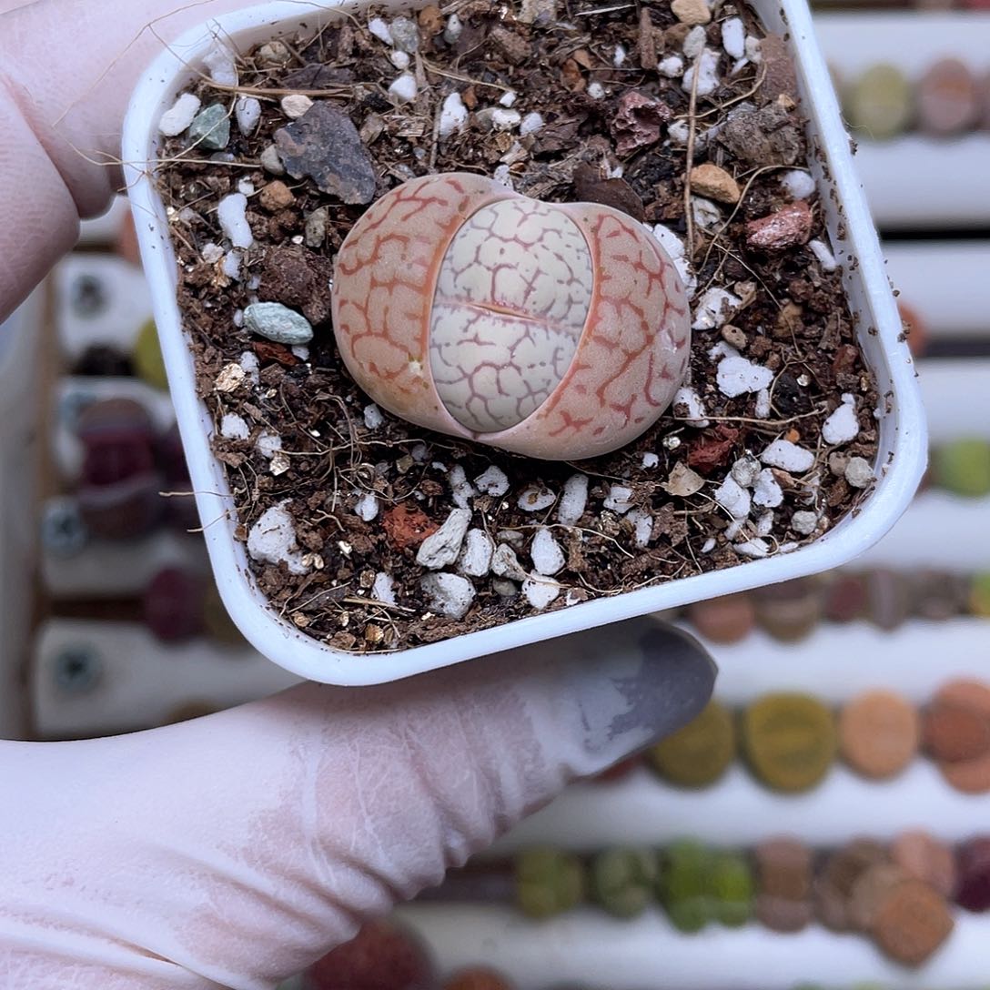 249号 带盆土发货