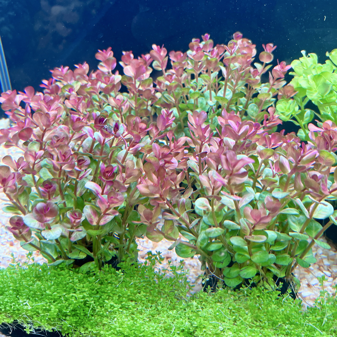 红宫廷坨草鱼缸造景水草