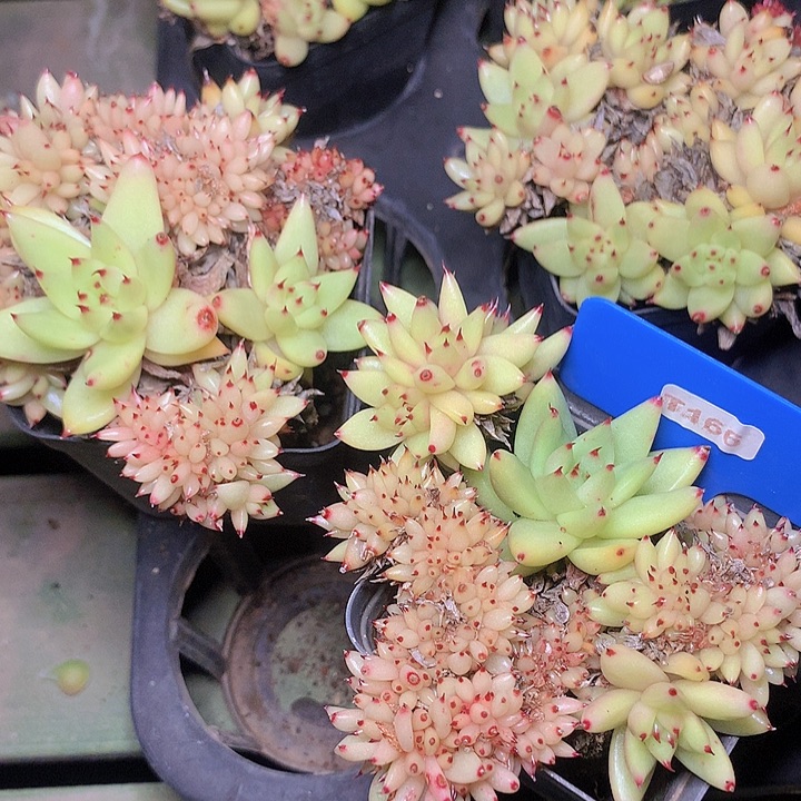 虎鲸缀化脱土发货