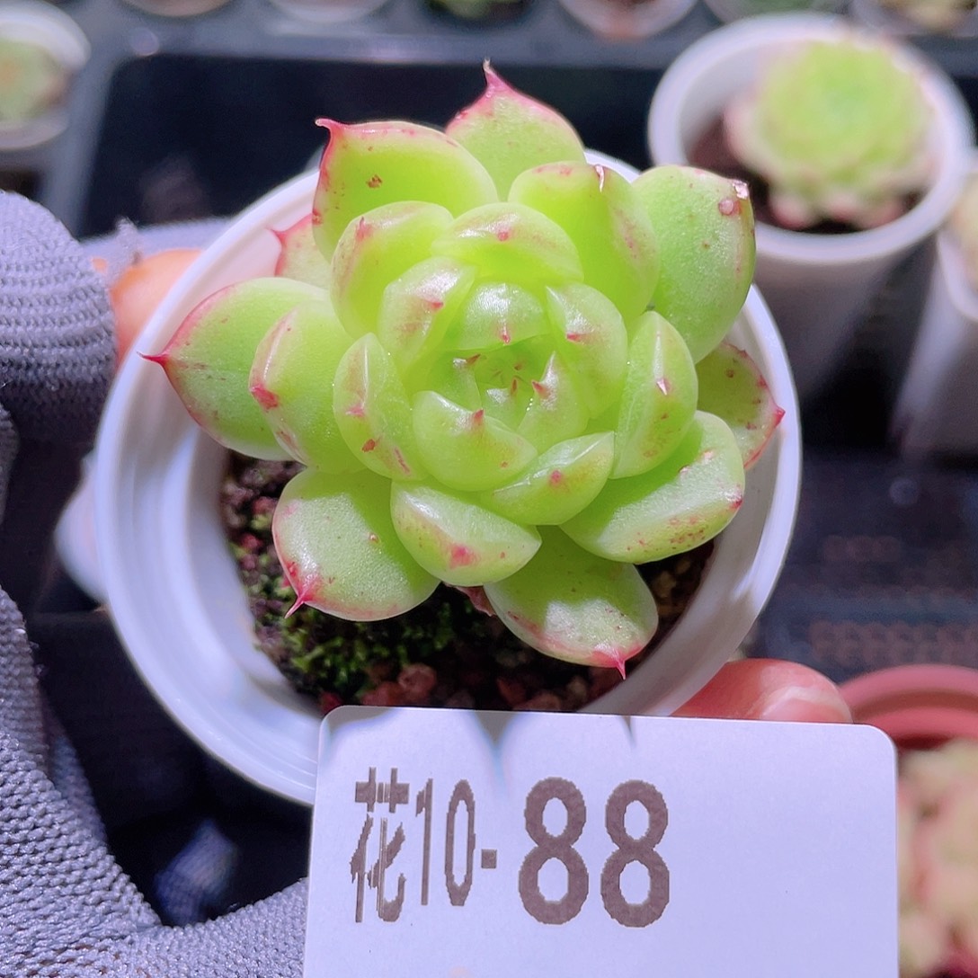 花利美10-88海王 