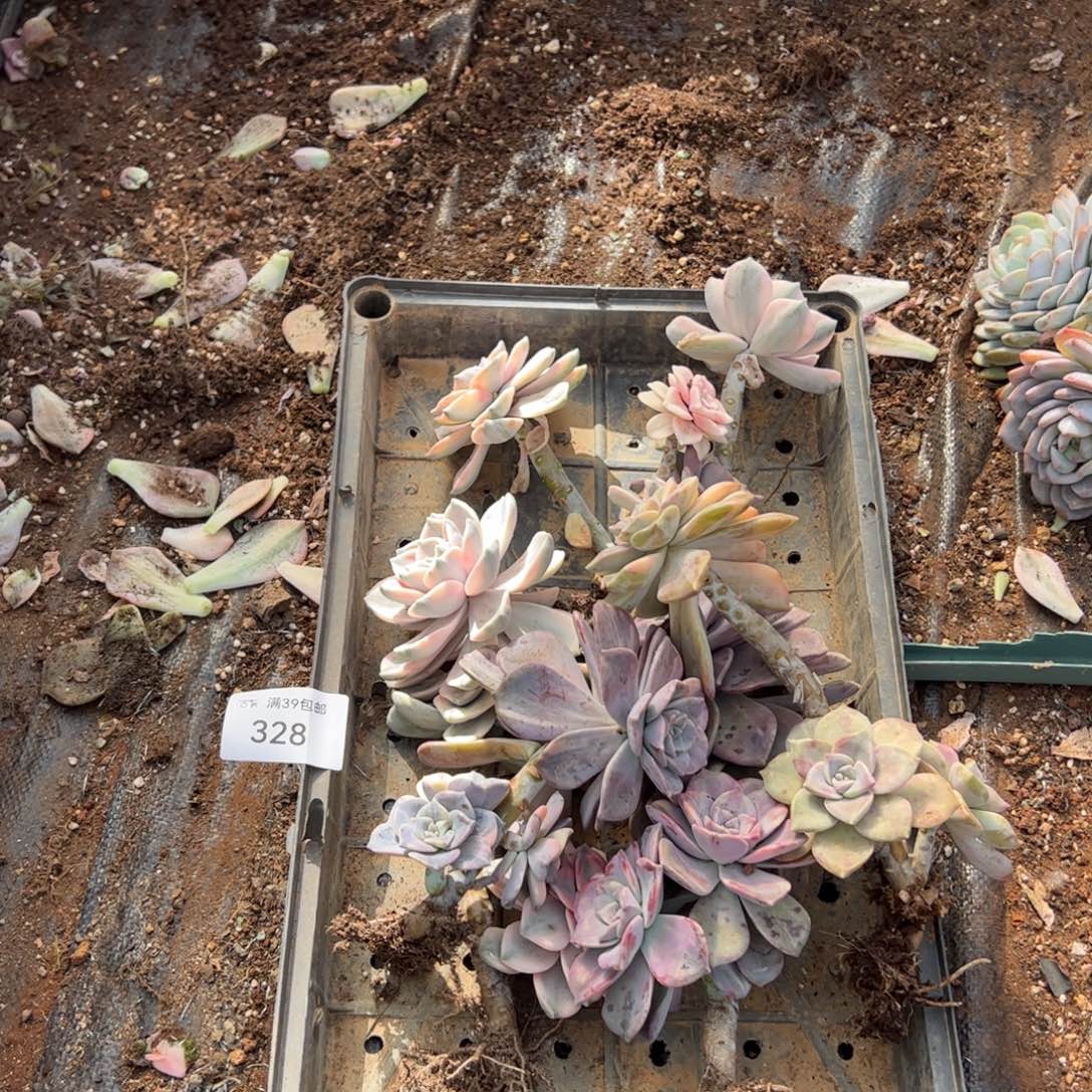 328紫乐锦老桩多肉植物