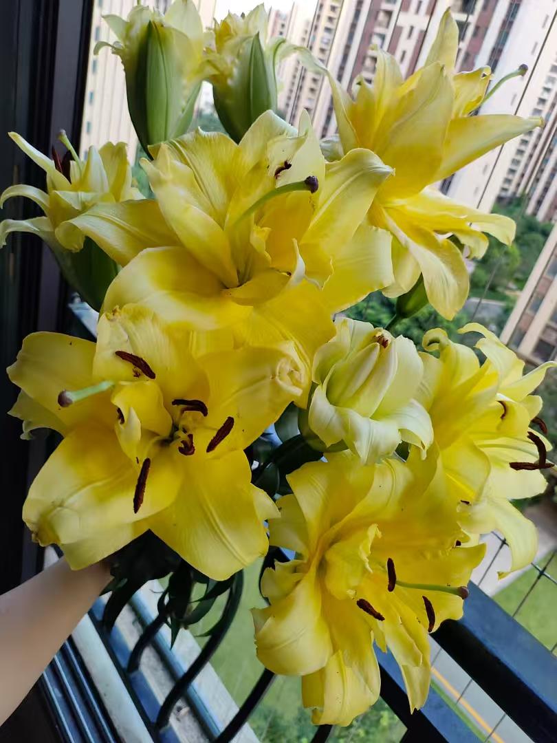 四季可种1颗《异国阳光》14/16香水百合种球