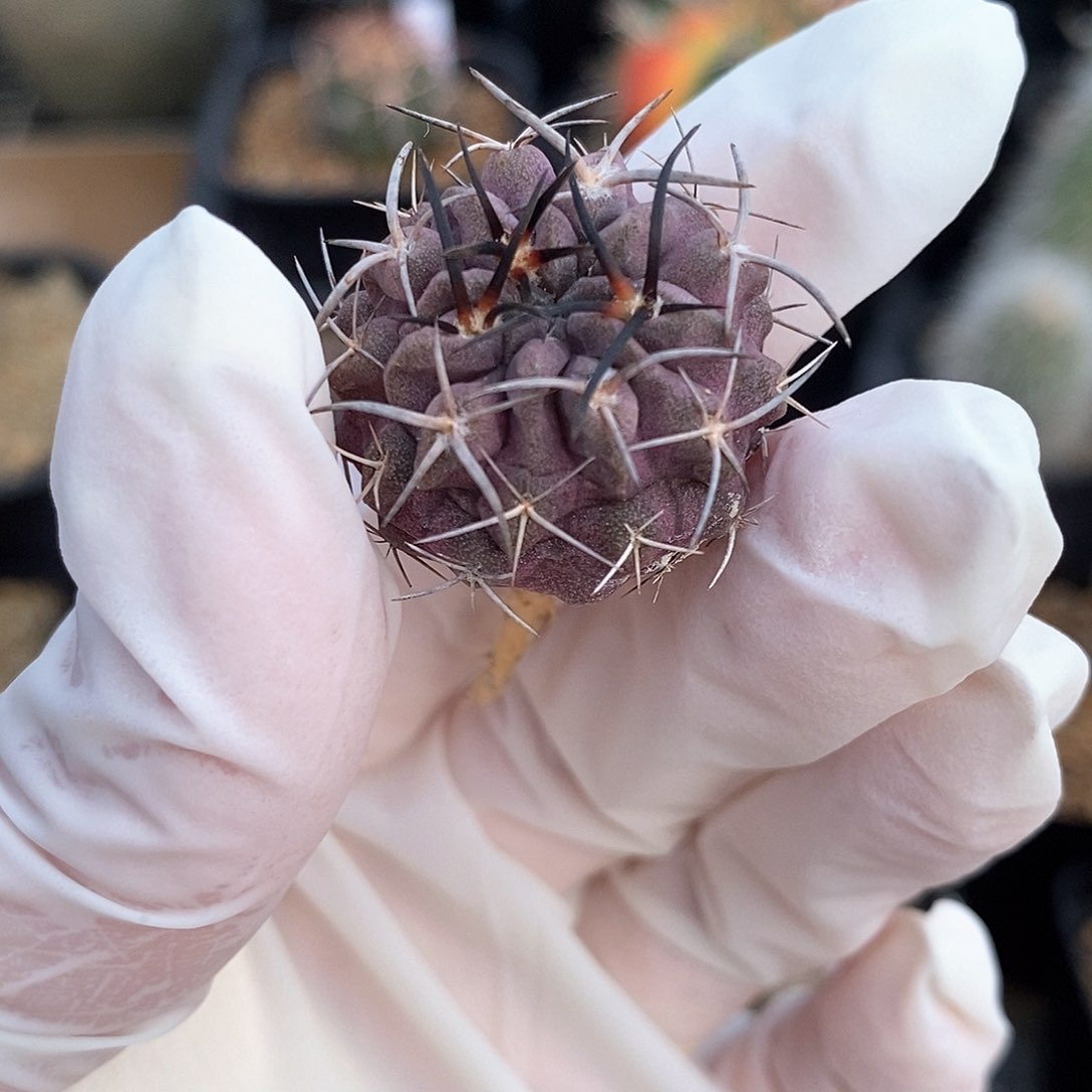 素装玉实生仙人球2.8公分