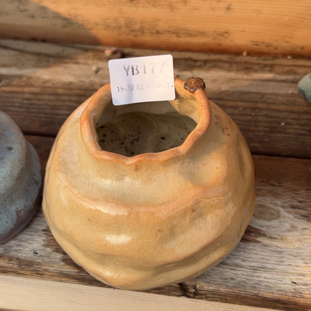 小***星1987多肉花盆6折盆177