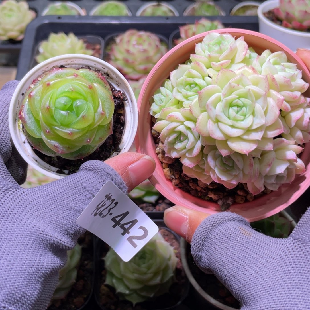 花利美23-442多肉2颗