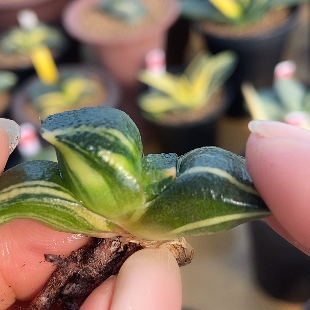 497卧牛锦实生选拔特军配超级蝴蝶带盆发货