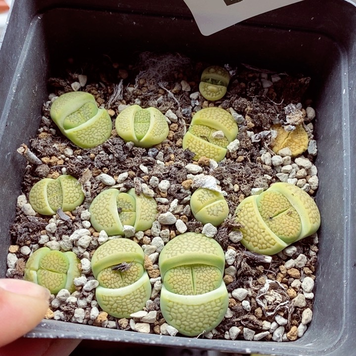 我的小姐姐们都605