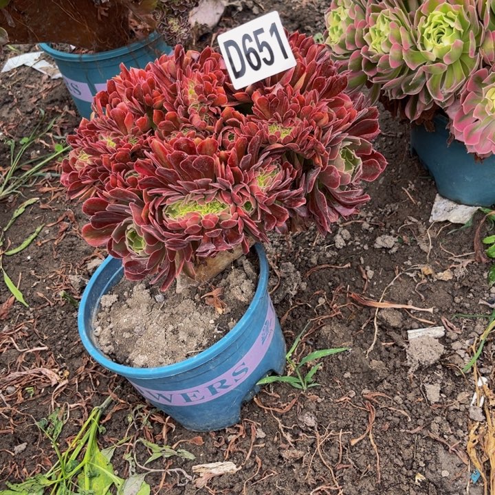 雅典娜15–44包邮法师