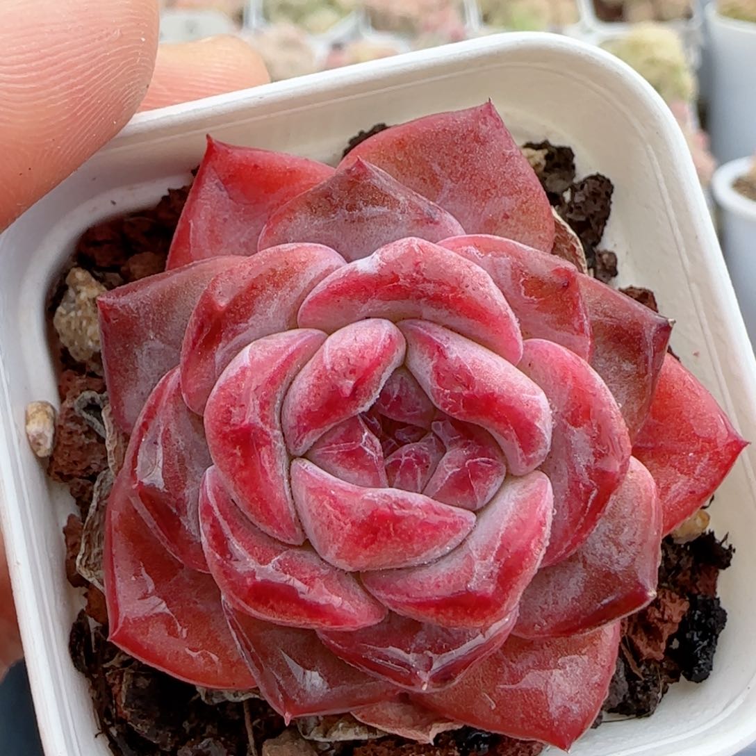 【闪购商品】0130-27珍妮