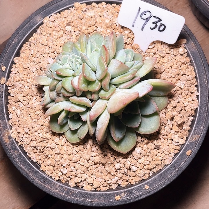 泡芙混化1930号码牌子