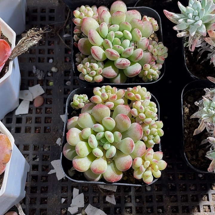 6.5方大萌豆带盆土发